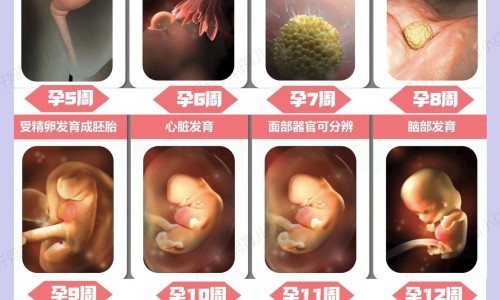 怀孕三个月最近有时候觉得晕-专业怀孕三个月有什么明显症状平台-怀孕三个月打掉危险吗